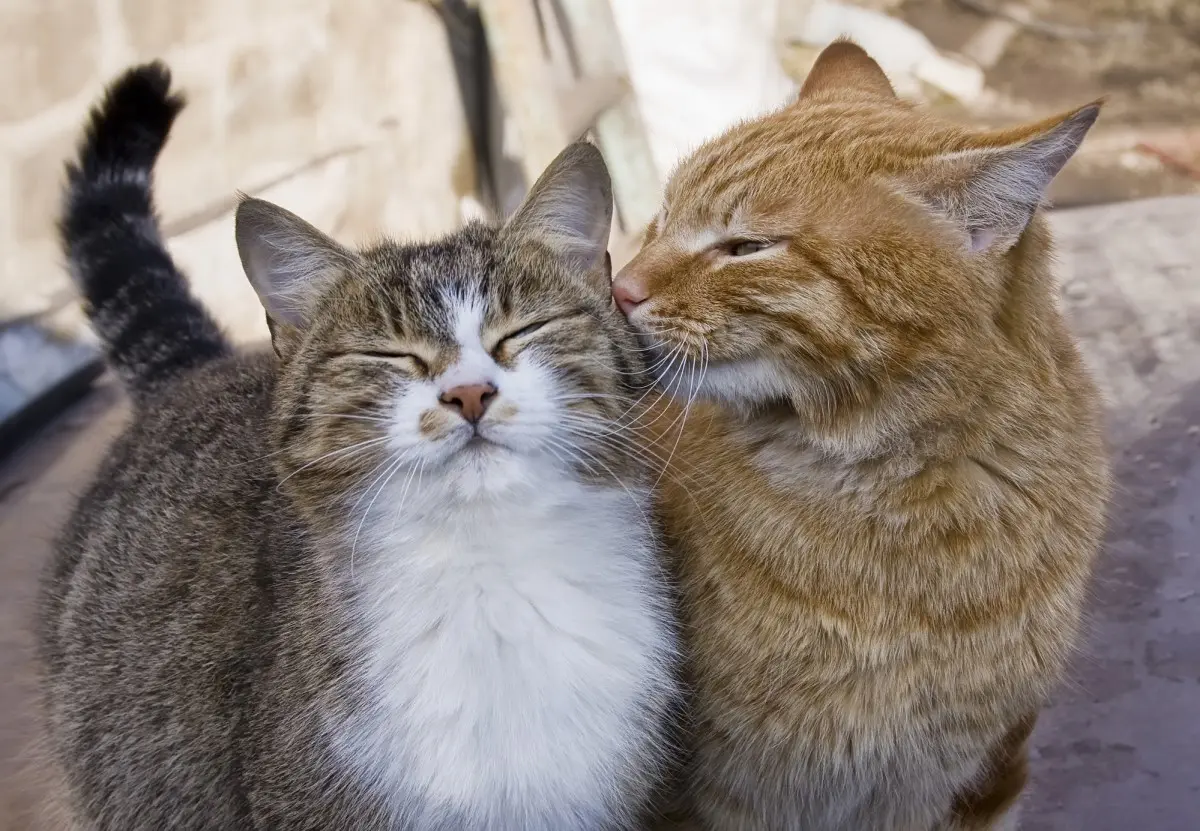 Мартовские коты: пора любви или время доставать беруши?