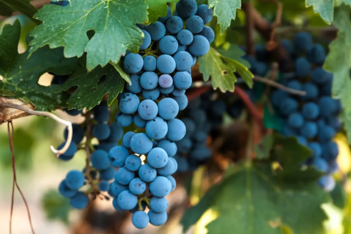 Когда сажать виноград: посадка саженцев в открытый грунт