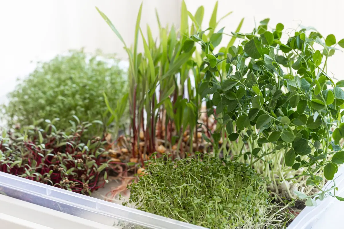 Что можно вырастить в качестве микрозелени?