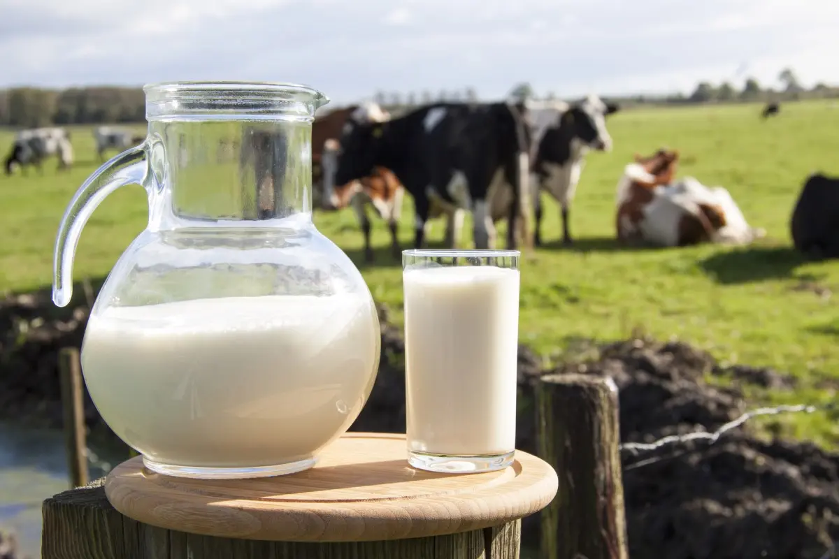 Пить или не пить молоко? Лактазная недостаточность, остеопороз и прочие напасти